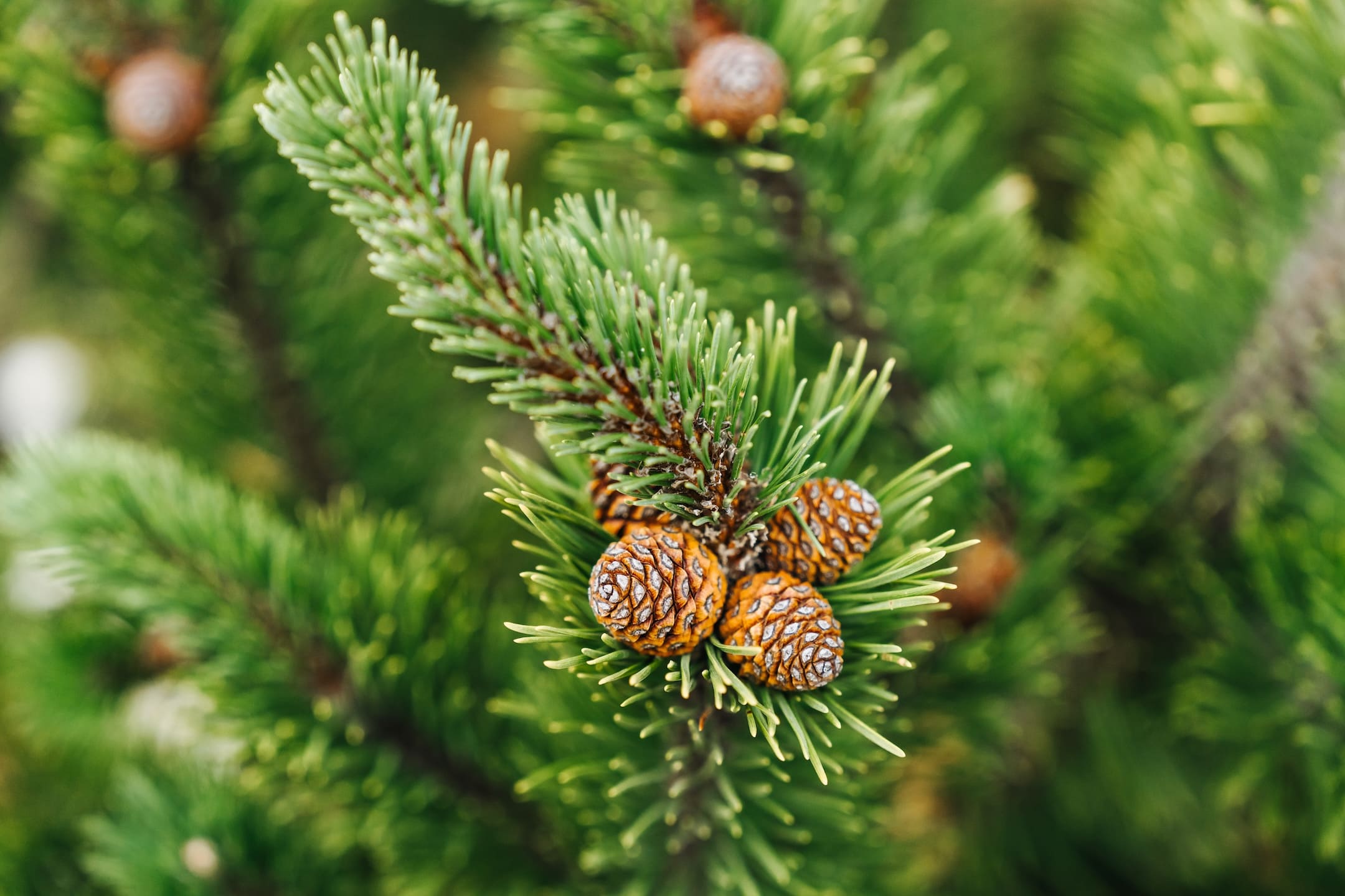 Ход строительства SOUL