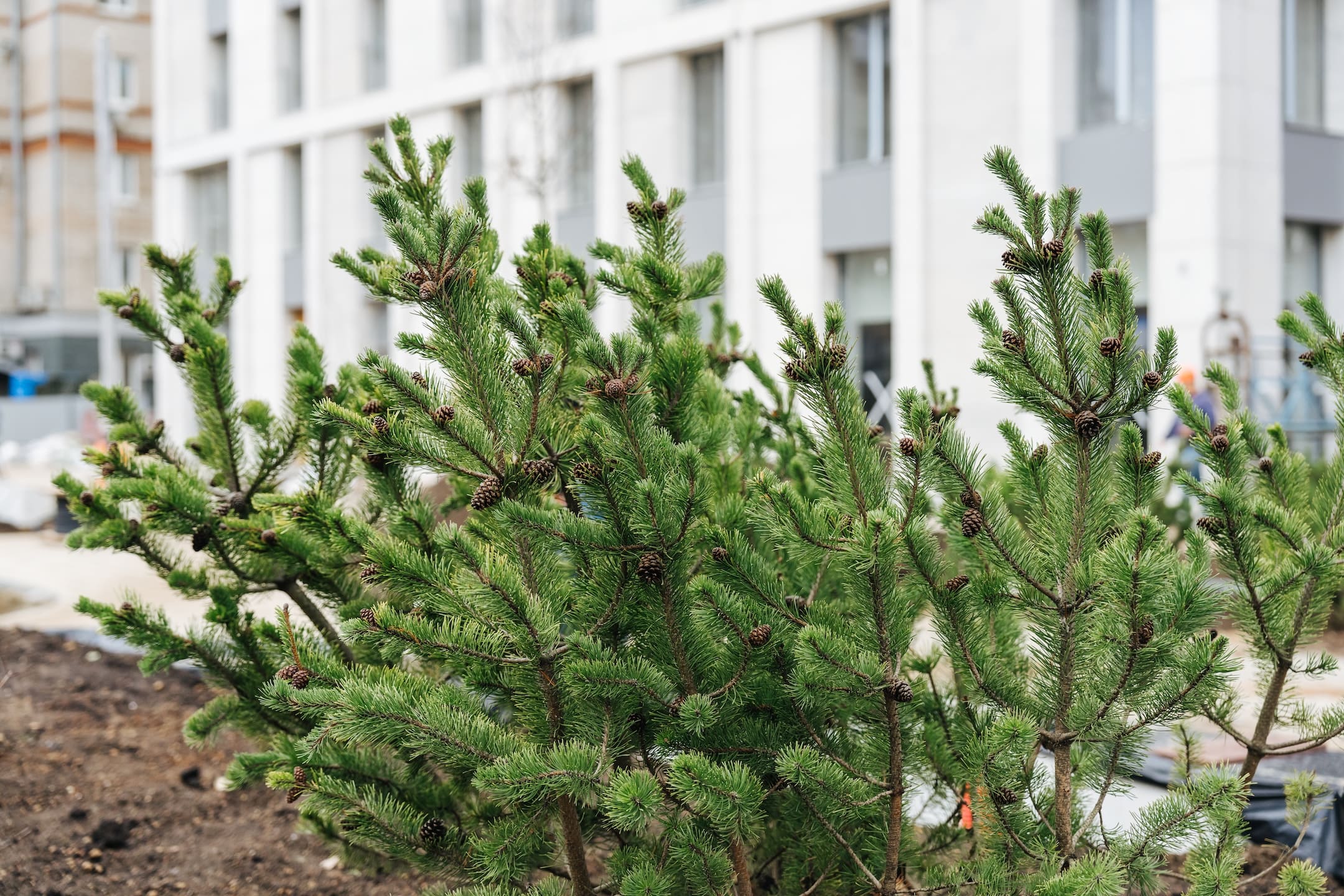 Ход строительства SOUL